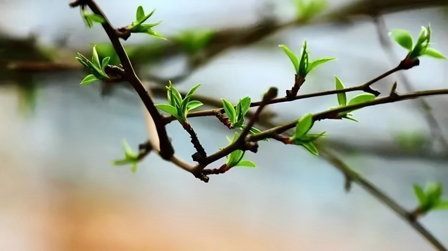 冠领律所发布文化文章《何以生机勃勃，何以生生不息》